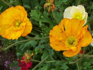 California Poppies